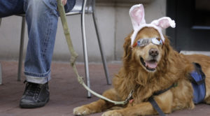 Dog Dressed As Easter Bunny