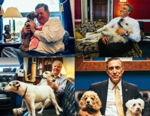 Dogs of Senators and Representatives on Capitol Hill